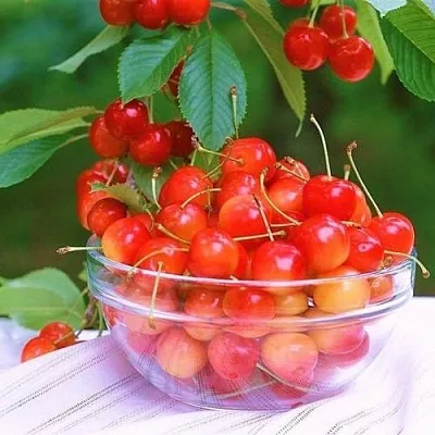 Черешня НАСЛАЖДЕНИЕ  Черешня НАСЛАЖДЕНИЕ в Волгограде