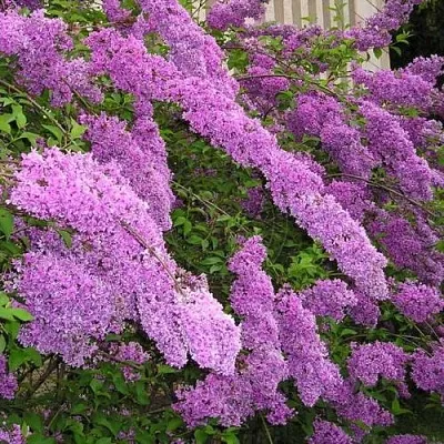 Сирень КИТАЙСКАЯ  Сирень КИТАЙСКАЯ в Волгограде