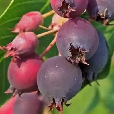 Ирга MANDAN в Волгограде