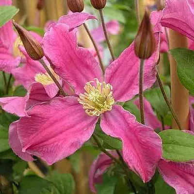 Клематис ИНСПИРЕЙШН ЗОЙН  Клематис ИНСПИРЕЙШН ЗОЙН в Волгограде