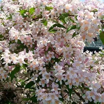 Кольквиция прелестная  Кольквиция прелестная в Волгограде