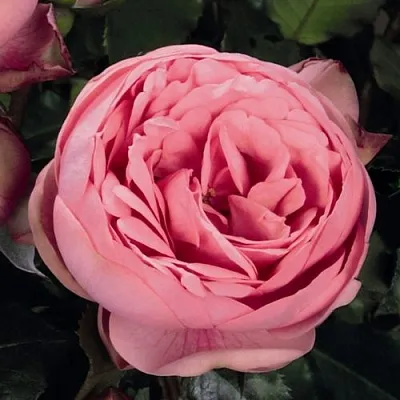 Саженцы роз ХЭППИ ПИАНО чайно-гибридная  Саженцы роз ХЭППИ ПИАНО чайно-гибридная в Волгограде