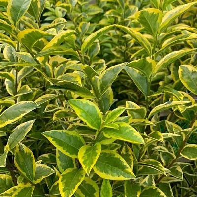 Бирючина АУРЕУМ овальнолистная в Волгограде