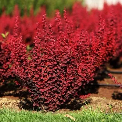 Барбарис ОРАНЖ РОКЕТ тунберга  Барбарис ОРАНЖ РОКЕТ тунберга в Волгограде