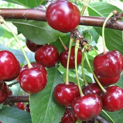 Вишня ТУРГЕНЕВКА  Вишня ТУРГЕНЕВКА в Волгограде