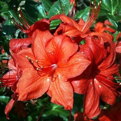 Азалия ДОЛОРОСО листопадная  Азалия ДОЛОРОСО листопадная в Волгограде