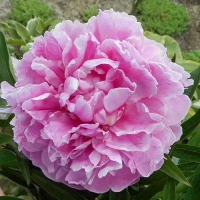 Пион РИМ травянистый  Пион РИМ травянистый в Волгограде