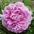 Пион РИМ травянистый в Волгограде