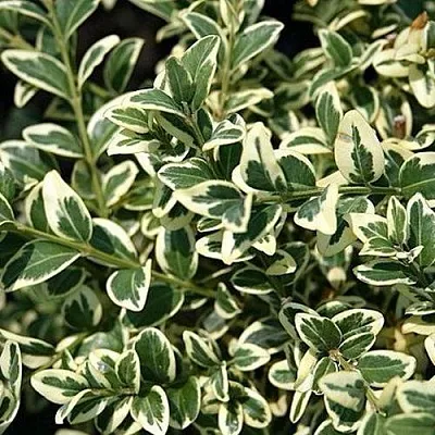 Бирючина ВАРИЕГАТУМ овальнолистная в Волгограде