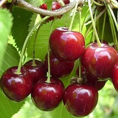 Вишня ХАРИТОНОВСКАЯ  Вишня ХАРИТОНОВСКАЯ в Волгограде