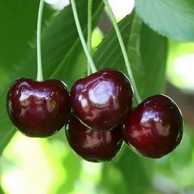 Черешня ЛЕНИНГРАДСКАЯ ЧЁРНАЯ  Черешня ЛЕНИНГРАДСКАЯ ЧЁРНАЯ в Волгограде