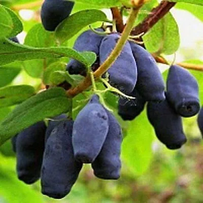 Жимолость съедобная МОСКОВСКАЯ в Волгограде