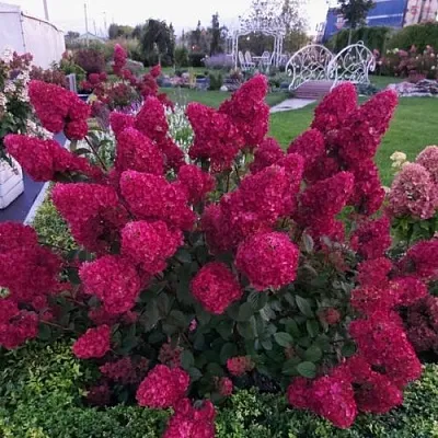 Гортензия САМАРСКАЯ ЛИДИЯ метельчатая  Гортензия САМАРСКАЯ ЛИДИЯ метельчатая в Волгограде