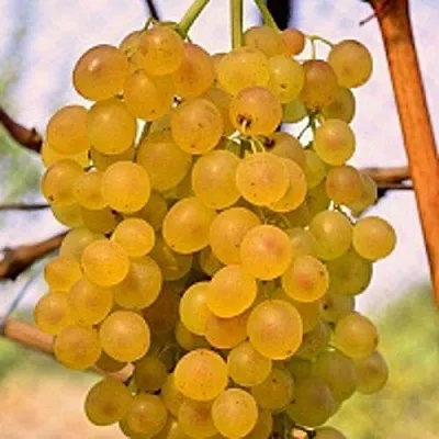 Виноград КИШМИШ КОКТЕЙЛЬ  Виноград КИШМИШ КОКТЕЙЛЬ в Волгограде