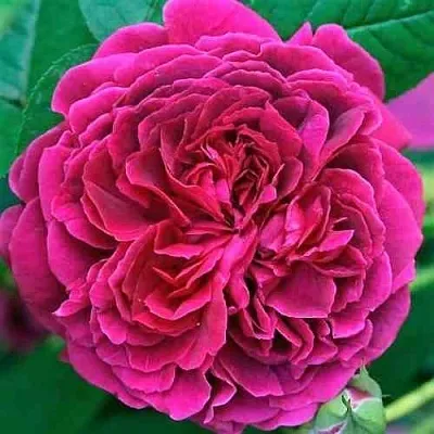 Саженцы роз ВИЛЬЯМ ШЕКСПИР английская  Саженцы роз ВИЛЬЯМ ШЕКСПИР английская в Волгограде