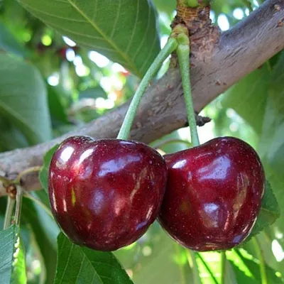 Черешня СЮБАРОВСКАЯ  Черешня СЮБАРОВСКАЯ в Волгограде