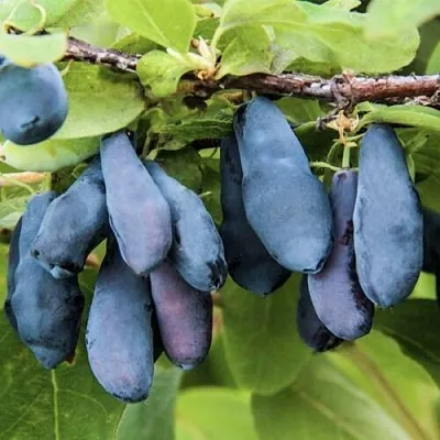 Жимолость съедобная СИБИРЯЧКА в Волгограде