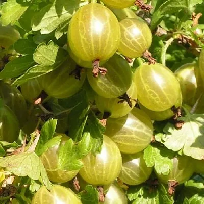 Крыжовник БЕЛОРУССКИЙ САХАРНЫЙ 2