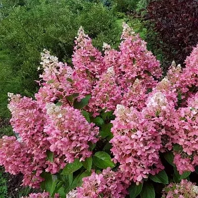 Гортензия ПИНКИ ВИНКИ метельчатая  Гортензия ПИНКИ ВИНКИ метельчатая в Волгограде