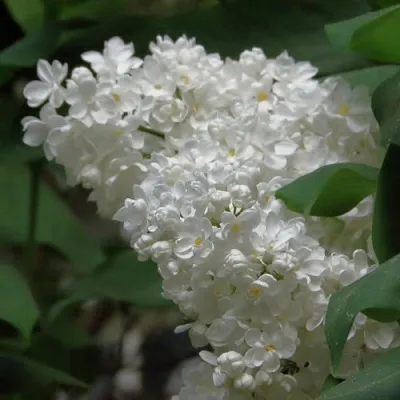 Сирень РУССКИЙ СЕВЕР  Сирень РУССКИЙ СЕВЕР в Волгограде