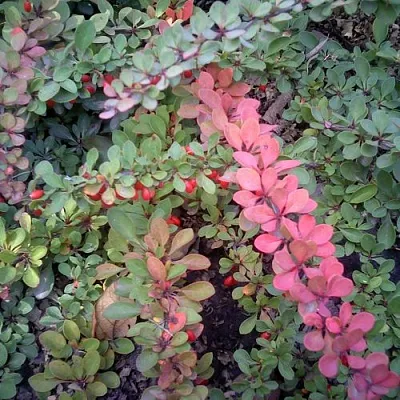 Барбарис ГРИН КАРПЕТ тунберга  Барбарис ГРИН КАРПЕТ тунберга в Волгограде