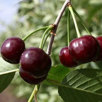 Вишня ЖАДАНА  Вишня ЖАДАНА в Волгограде