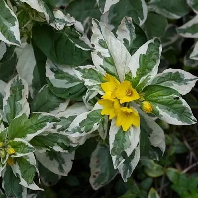Вербейник АЛЕКСАНДР точечный в Волгограде