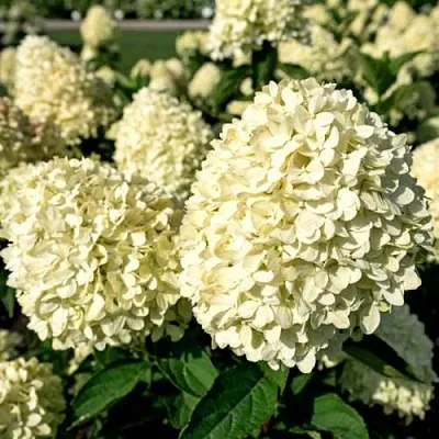 Гортензия Коттон Крем Гортензия Коттон Крем