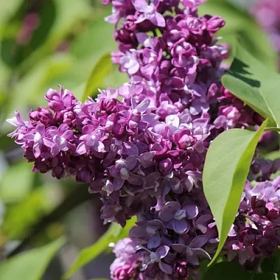 Сирень ИЗОБИЛИЕ  Сирень ИЗОБИЛИЕ в Волгограде