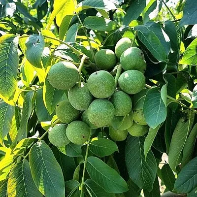 Грецкий орех  ИЗЯЩНЫЙ в Волгограде