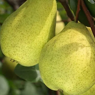 Груша СКАЗОЧНАЯ   Груша СКАЗОЧНАЯ  в Волгограде