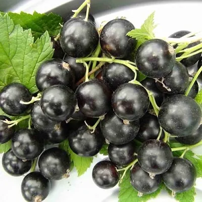 Смородина черная ТИТАНИЯ  Смородина черная ТИТАНИЯ в Волгограде