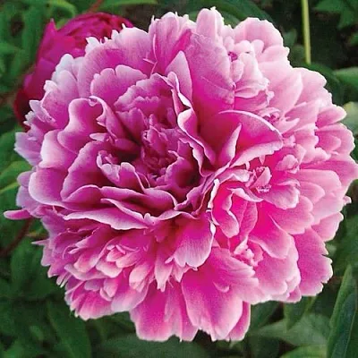 Пион ПУРПУРНАЯ ФЕЕРИЯ травянистый  Пион ПУРПУРНАЯ ФЕЕРИЯ травянистый в Волгограде
