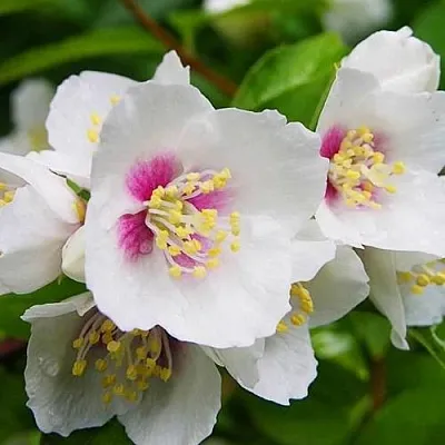 Жасмин БЕЛЬ ЭТУАЛЬ в Волгограде