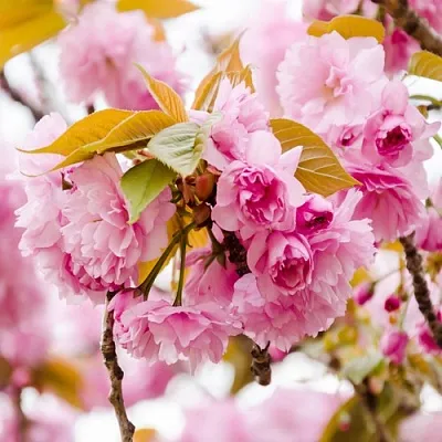 Сакура КАНЗАН  Сакура КАНЗАН в Волгограде