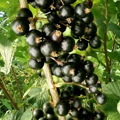 Смородина черная БЕН ТИРЕН  Смородина черная БЕН ТИРЕН в Волгограде