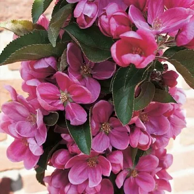 Яблоня ЗЕЛЁНЫЙ БУКЕТ декоративная в Волгограде