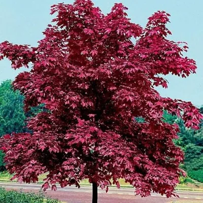 Клен КРИМСОН КИНГ остролистный  Клен КРИМСОН КИНГ остролистный в Волгограде