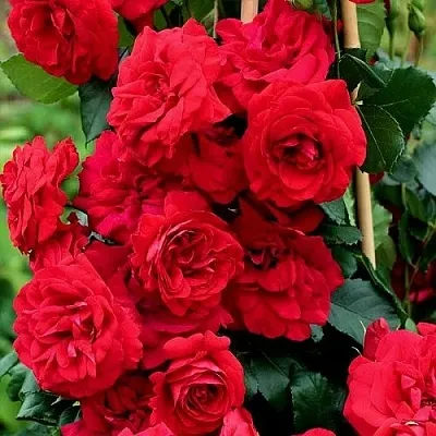 Саженцы роз АМАДЕУС плетистая  Саженцы роз АМАДЕУС плетистая в Волгограде