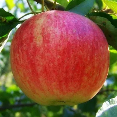 Яблоня ШТРИФЕЛЬ  Яблоня Штрифель (Штрейфлинг или Осеннее полосатое) в Волгограде