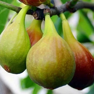 Инжир ДАЛМАТСКИЙ  Инжир ДАЛМАТСКИЙ в Волгограде