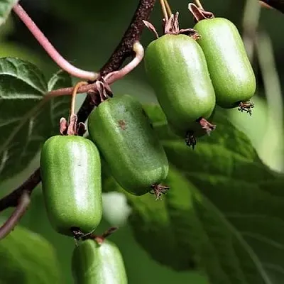 Актинидия СЕНТЯБРЬСКАЯ коломикта  Актинидия СЕНТЯБРЬСКАЯ коломикта в Волгограде