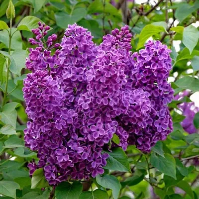 Сирень СУМЕРКИ  Сирень СУМЕРКИ в Волгограде