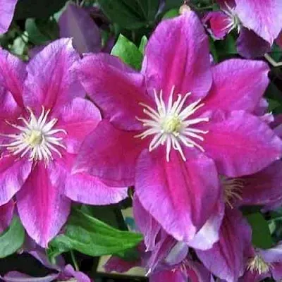 Клематис ХАНИЯ  Клематис ХАНИЯ в Волгограде