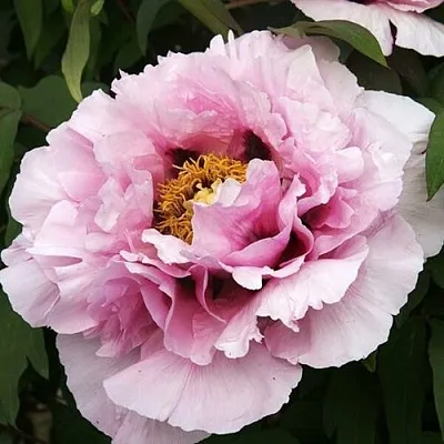 Пион РОЗОВАЯ РЕКА древовидный в Волгограде