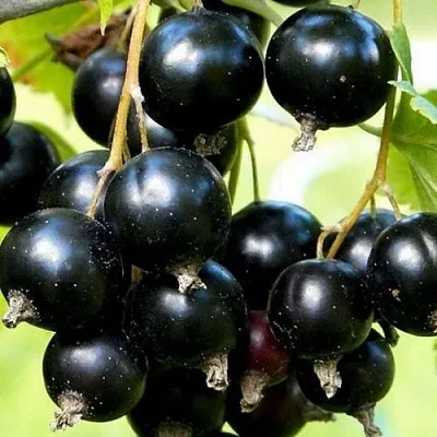 Смородина чёрная СОКРОВИЩЕ  Смородина чёрная СОКРОВИЩЕ в Волгограде