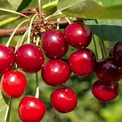 Вишня ЛЮБСКАЯ  Вишня ЛЮБСКАЯ в Волгограде