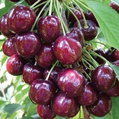 Черешня СЭМ колонновидная  Черешня СЭМ колонновидная в Волгограде