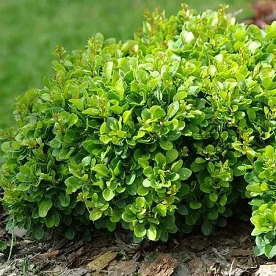 Барбарис КОБОЛЬД тунберга  Барбарис КОБОЛЬД тунберга в Волгограде