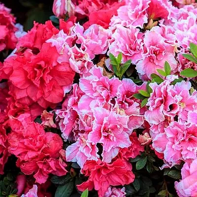 Декоративные растения в Волгограде